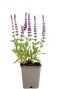 Salvia nem