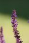 Salvia nemorosa blauko nigin gartenpflanze