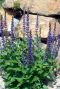 Salvia nemorosa ostfriesland gartenpflanze