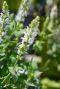 Salvia nemorosa sensation white gartenpflanze