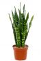 Sansevieria black coral