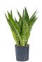 Sansevieria dragon hydrokulturpflanze