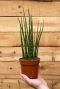 Sansevieria fernwood mikado pflanze