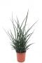 Sansevieria fernwood punk plant