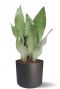 Sansevieria in zwarte b for soft