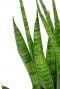 Sansevieria kirkii blatt