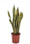 Sansevieria laurentii sterke plant 1