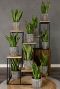 Sansevieria laurentii Frauenzunge innen