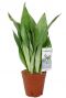 Sansevieria moonshine Bogenhanf