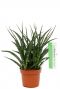 Sansevieria bogenhanf