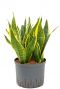Sansevieria futura superba hydrokulturpflanze