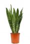 Sansevieria zeylanica 5