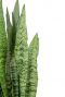 Sansevieria zeylanica plant 2