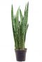 Sansevieria zeylanica plant 3