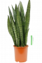 Sansevieria Zeylanica Bogenhanf 21cm