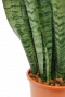 Schön blatt