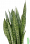 zummerpflaznze hangpflanze