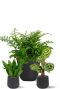 Schaduw planten in zwarte pot 1