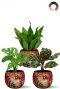 Schaduwplanten in rode pot