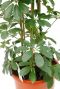 Monstera Siltepecana