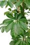 Alocasia Branchifolia Pink Passion blad