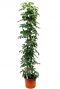 Schefflera arboricola Compacta