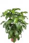 Schefflera amata kamerplant
