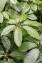 Schefflera amate blad 3