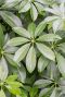 Schefflera arboricola blad 5