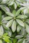 Schefflera arboricola blad 8
