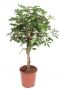 Schefflera arboricola kamerplant 4