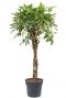 Schefflera arboricola planten