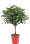 Schefflera compacta kamerplant 1 2