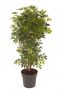 Schefflera gold capella 4