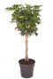 Schefflera gold capella kamerplant 4