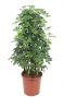 Schefflera gold capella struik 1