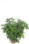 Schefflera kamerplant struik 1