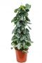 Scindapsus pictus silvery ann Efeututen pflanze