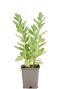 Sedum herbstfreude pot9