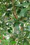 Stam van een Schefflera Compacta