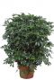 Schefflera Compacta vingersboom kamerplanten 