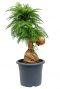 Araucaria cunninghamii