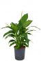 Spathiphyllum gokyo hydrokulturpflanze