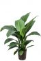 Spathiphyllum hydrokulturpflanze