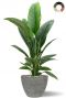 Spathiphyllum im topf 1