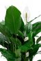 Spathiphyllum kamerplant witte bloem