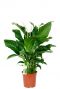 Spathiphyllum Sweet Silvana Einblatt