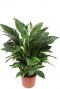 Spathiphyllum sweet sebastiano kamerplant