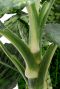 Dieffenbachia Reflector