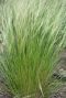 Stipa tenuissima ponytails gartenpflanze